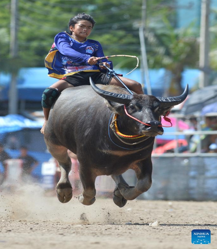 A buffalo racer competes during a buffalo race in Chonburi, Thailand, Oct. 28, 2023. (Photo: Xinhua)