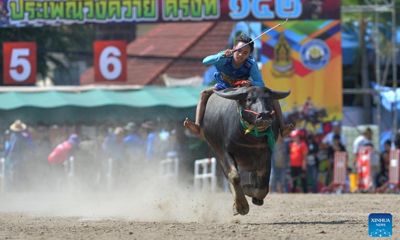 A buffalo racer competes during a buffalo race in Chonburi, Thailand, Oct. 28, 2023. (Photo: Xinhua)