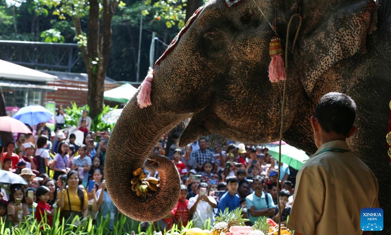 Momo, a well-known Asian elephant of the Yangon Zoological Gardens, celebrates her 70th birthday in Yangon, Myanmar, Oct. 29, 2023. (Photo: Xinhua)