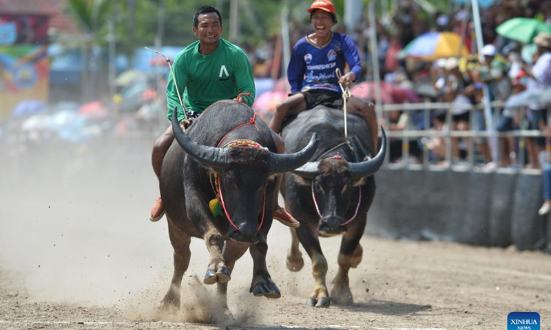 Buffalo racers compete during a buffalo race in Chonburi, Thailand, Oct. 28, 2023. (Photo: Xinhua)