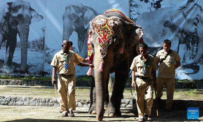 Momo, a well-known Asian elephant of the Yangon Zoological Gardens, celebrates her 70th birthday in Yangon, Myanmar, Oct. 29, 2023. (Photo: Xinhua)