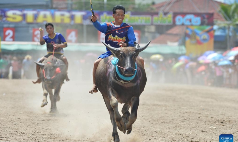 Buffalo racers compete during a buffalo race in Chonburi, Thailand, Oct. 28, 2023. (Photo: Xinhua)