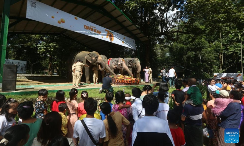 Momo (2nd R, rear), a well-known Asian elephant of the Yangon Zoological Gardens, celebrates her 70th birthday in Yangon, Myanmar, Oct. 29, 2023. (Photo: Xinhua)