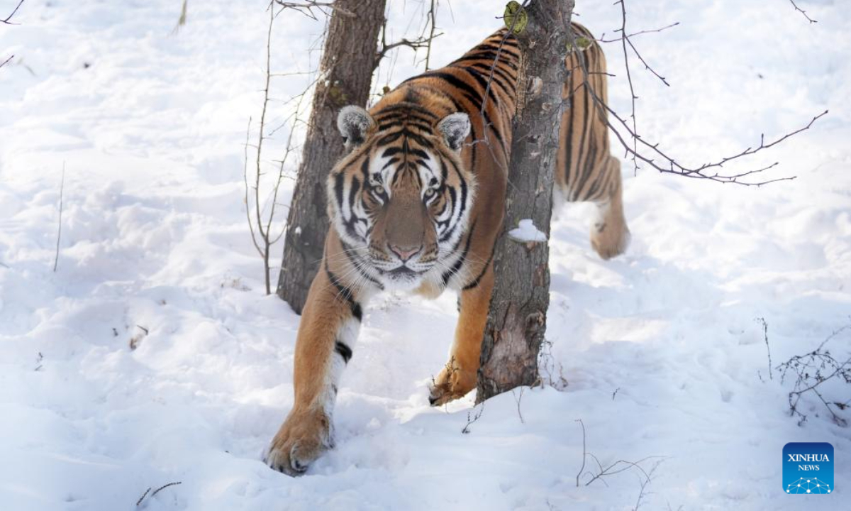 A Siberian tiger walks in the snow at the Siberian Tiger Park in Harbin, northeast China's Heilongjiang Province, Nov 17, 2023. Photo:Xinhua