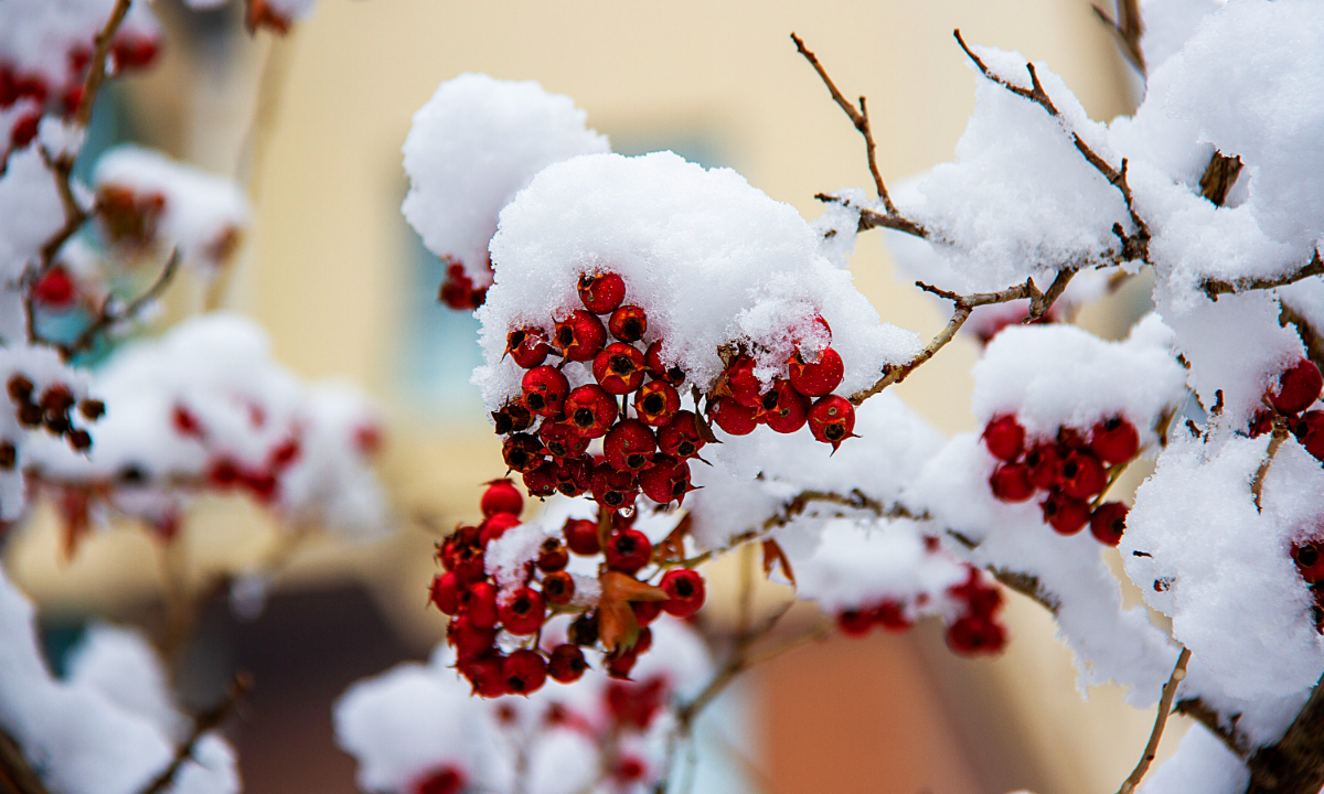 The first heavy snowfall arrived in Jilin City, Northeast China's Jilin Province on November 1, 2023, with the entire city covered in a silver-white blanket. Photo: IC