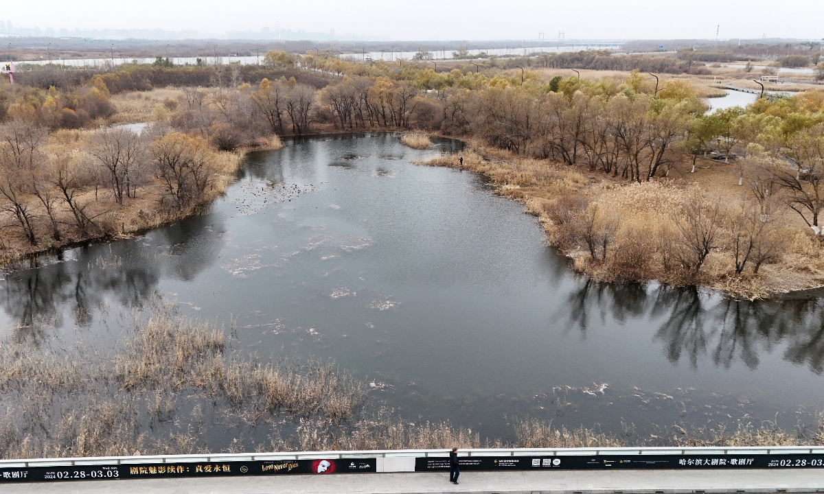 View of a wetland in Harbin city in Northeast China’s Heilongjiang Province on November 5, 2023. Photo: IC