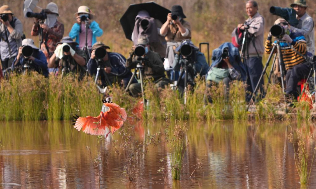 Birdwatchers take photos of a scarlet ibis in a wetland in Nanning, south China's Guangxi Zhuang Autonomous Region on Nov 23, 2023. Photo:Xinhua