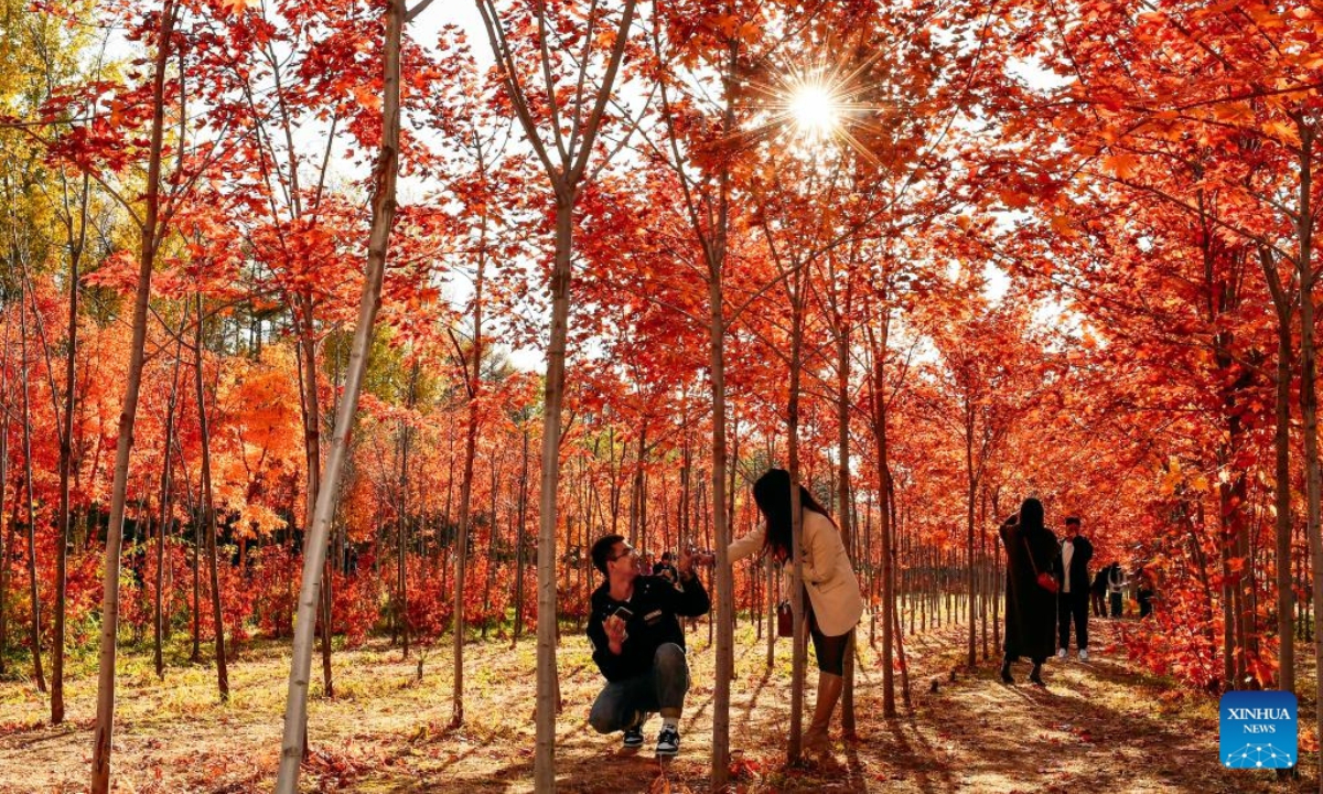 Visitors take photos among autumn leaves at a park in Changchun, northeast China's Jilin Province, Oct 19, 2023.(Photo: Xinhua)