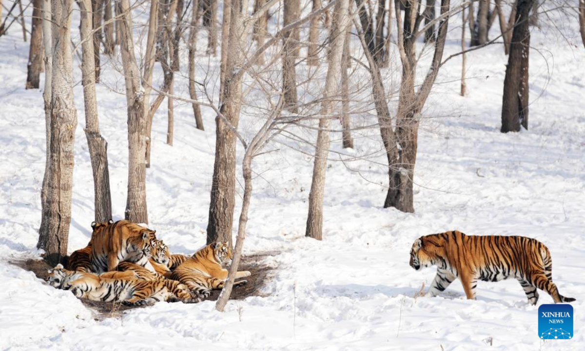 Siberian tigers are seen in the snow at the Siberian Tiger Park in Harbin, northeast China's Heilongjiang Province, Nov 17, 2023. Photo:Xinhua