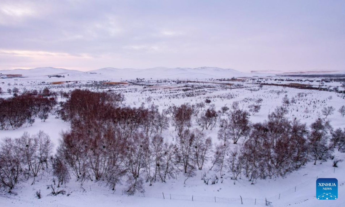 This aerial photo taken on Nov 16, 2023 shows groves on the snow-covered Ujimqin grasslands in West Ujimqin Banner of Xilingol League, north China's Inner Mongolia Autonomous Region. Photo:Xinhua