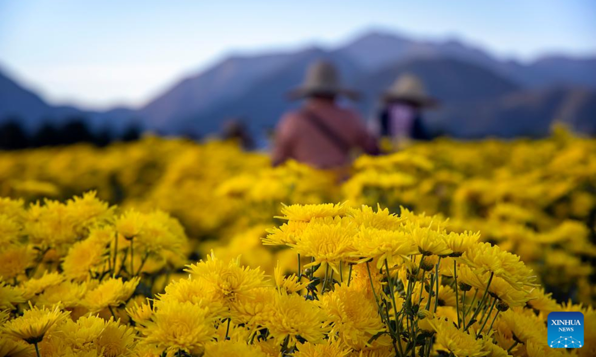 Farmers harvest chrysanthemums at a planting base in Taolin Village of Chun'an County, Hangzhou City, east China's Zhejiang Province, Nov 3, 2023. Chrysanthemums have entered the harvest season, and farmers are stepping up their efforts to harvest chrysanthemum flowers among the fields. Photo:Xinhua