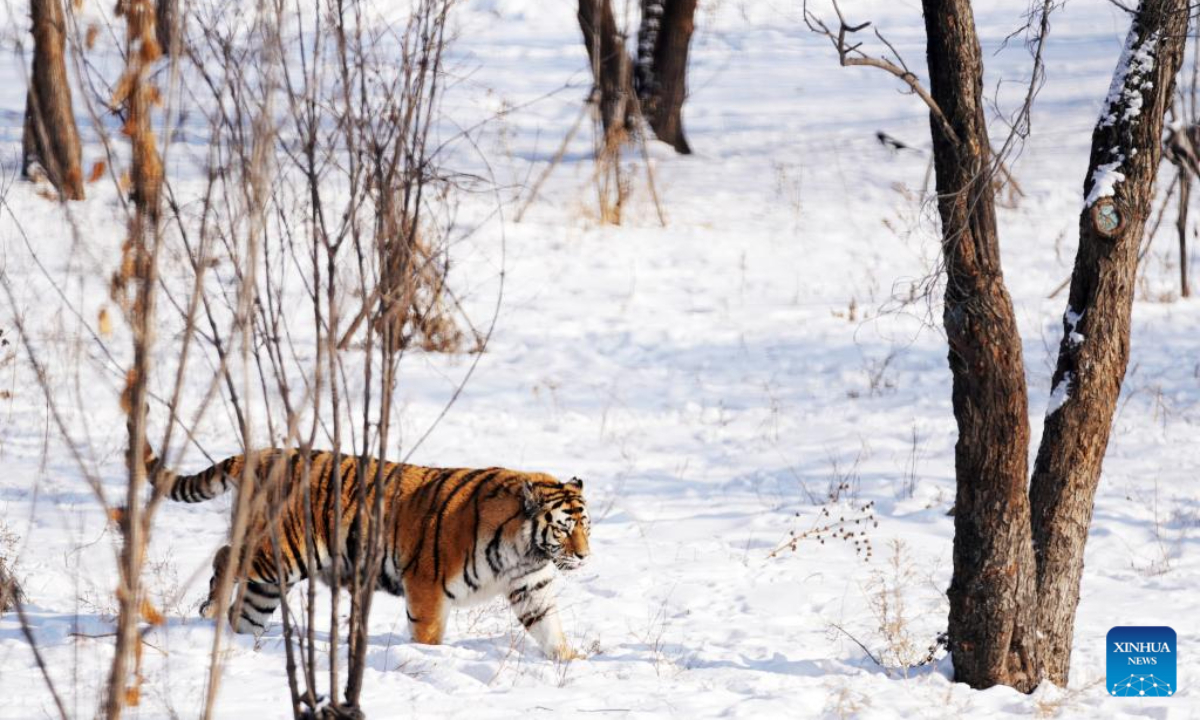 A Siberian tiger walks in the snow at the Siberian Tiger Park in Harbin, northeast China's Heilongjiang Province, Nov 17, 2023. Photo:Xinhua