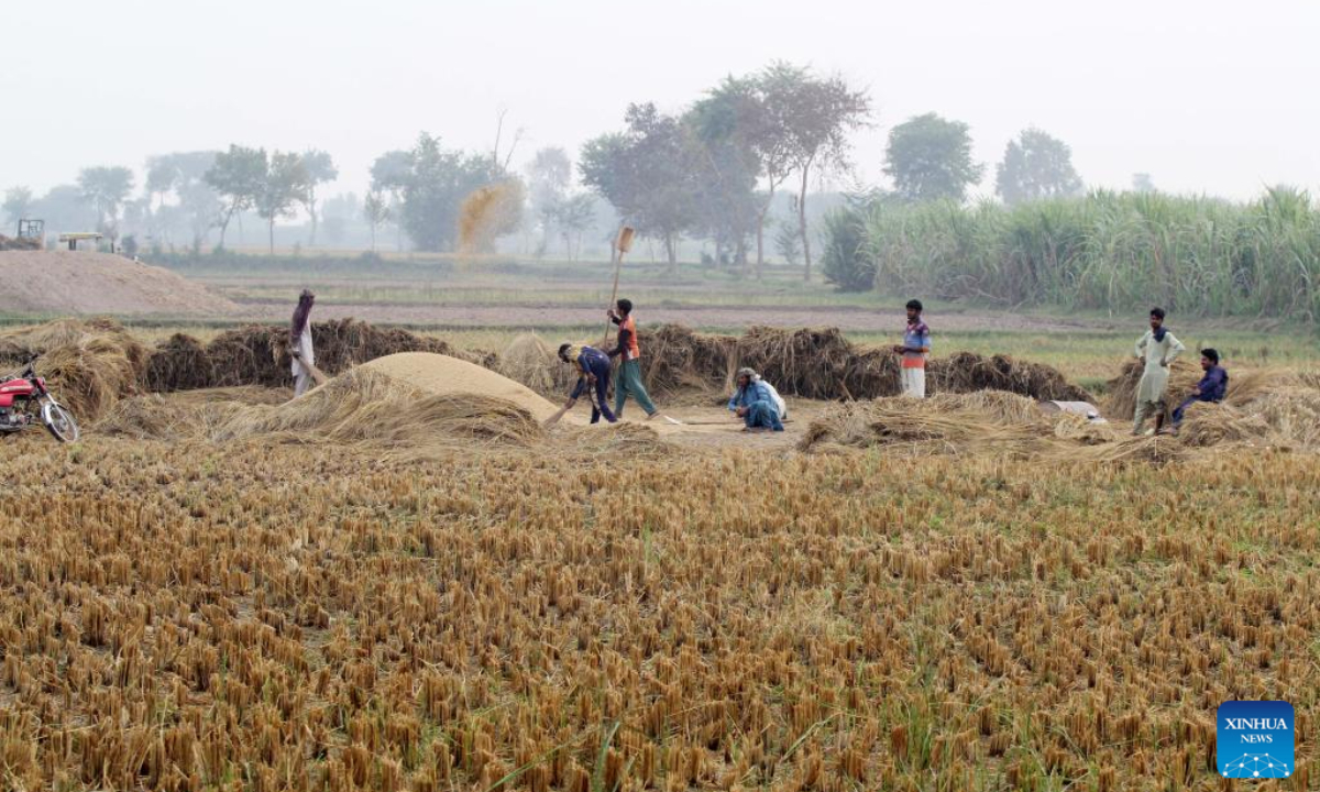 Farmers harvest rice at a paddy field in Multan, Pakistan, Nov 17, 2023. Photo:Xinhua