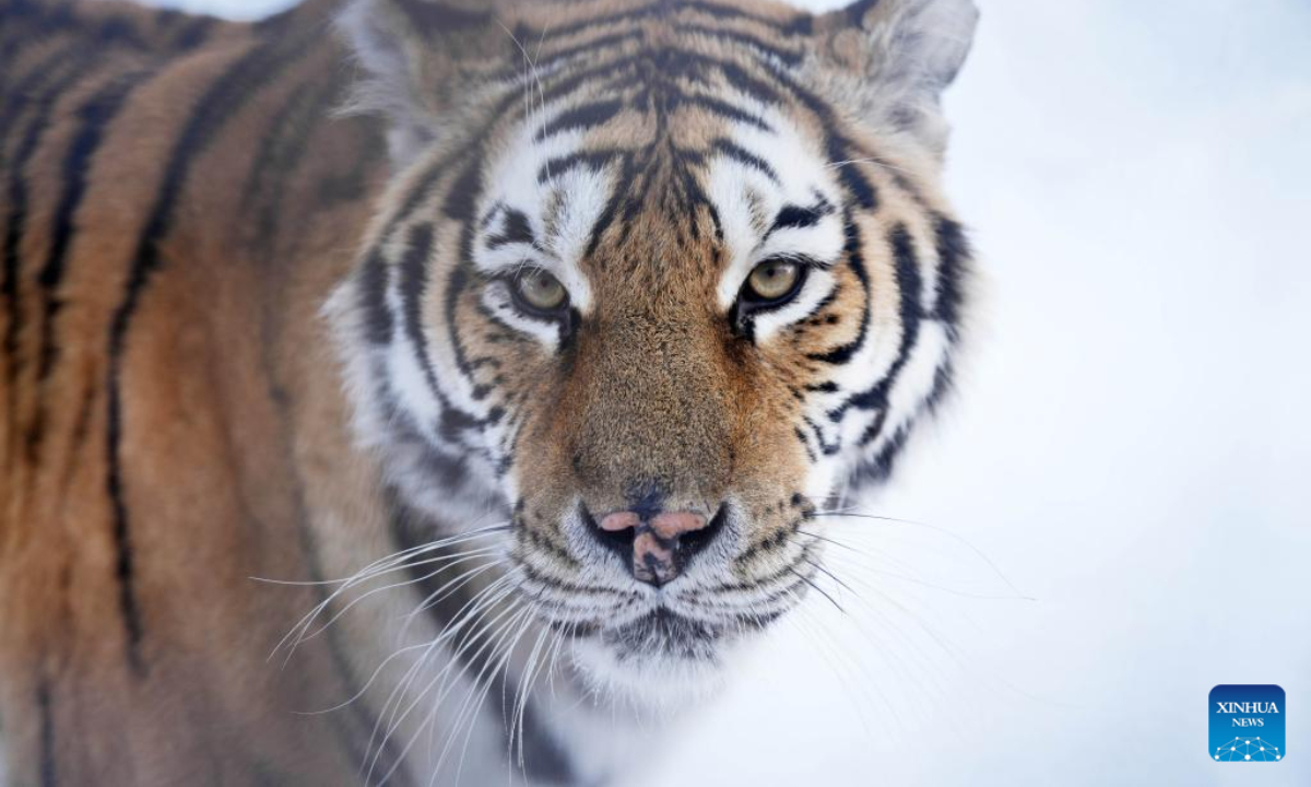 A Siberian tiger is pictured at the Siberian Tiger Park in Harbin, northeast China's Heilongjiang Province, Nov 17, 2023. Photo:Xinhua