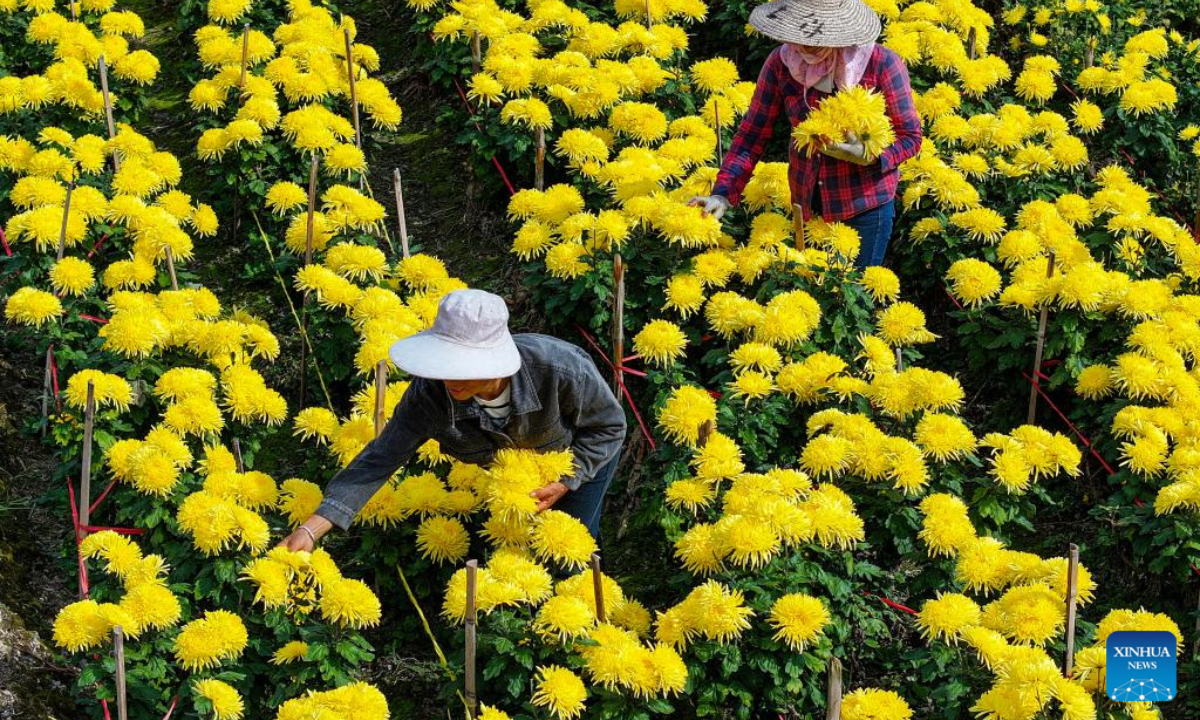 This aerial photo taken on Nov 3, 2023 shows farmers harvesting chrysanthemums in Taoyuan Village of Shexian County, Huangshan City, east China's Anhui Province. Photo:Xinhua