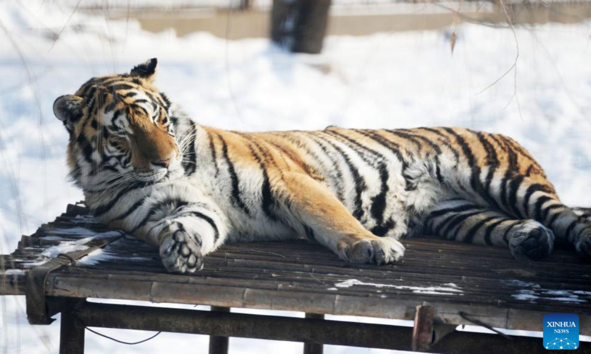 A Siberian tiger rests on a rack at the Siberian Tiger Park in Harbin, northeast China's Heilongjiang Province, Nov 17, 2023. Photo:Xinhua