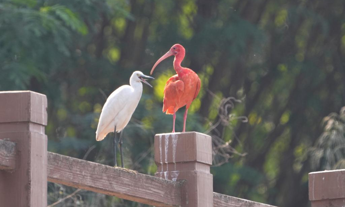 A scarlet ibis and an egret are seen in a wetland in Nanning, south China's Guangxi Zhuang Autonomous Region on Nov 23, 2023. Photo:Xinhua