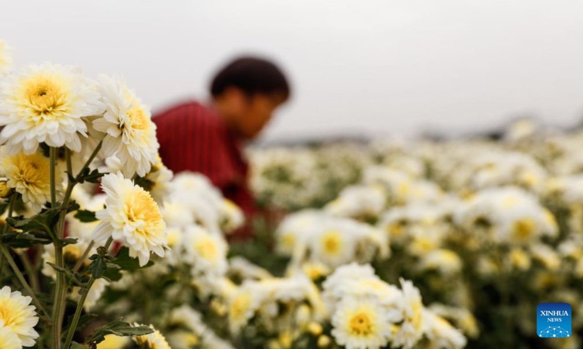 A farmer harvests chrysanthemums at the planting base of a cooperative in Dahongqiao Township of Wuzhi County, Jiaozuo City, central China's Henan Province, Nov 3, 2023. Photo:Xinhua