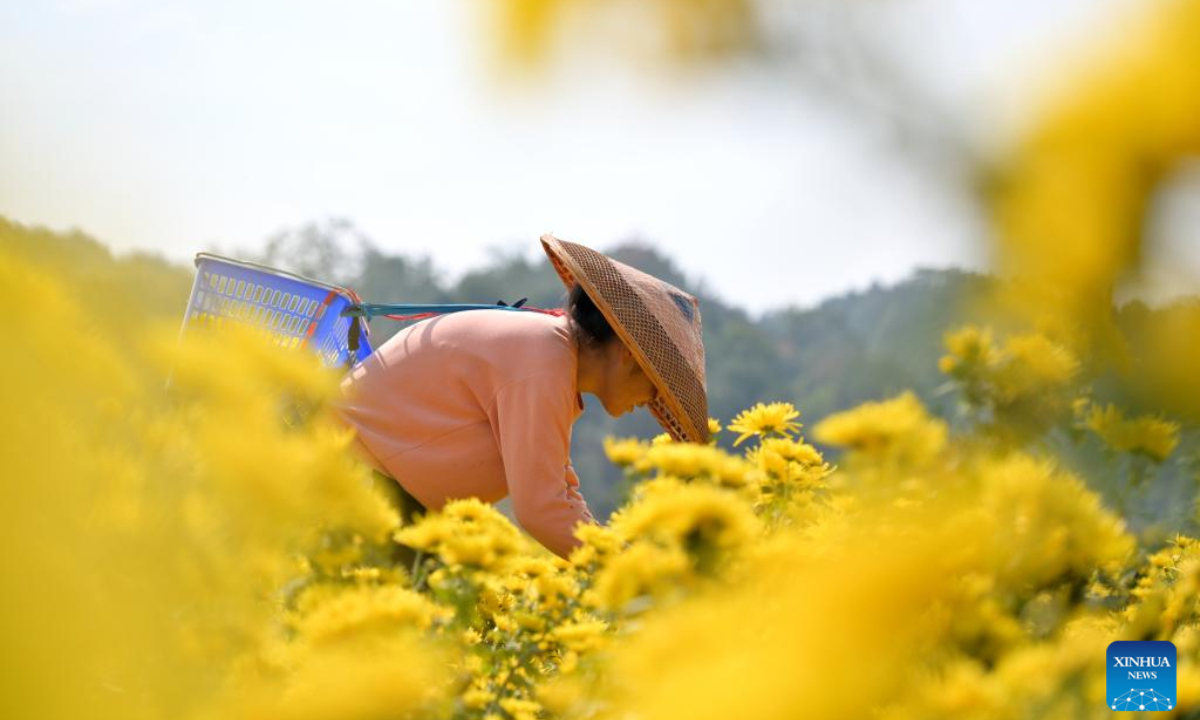 A farmer harvests chrysanthemums in Xinxi Village of Shuangfeng County, Loudi City, central China's Hunan Province, Nov 3, 2023. Photo:Xinhua