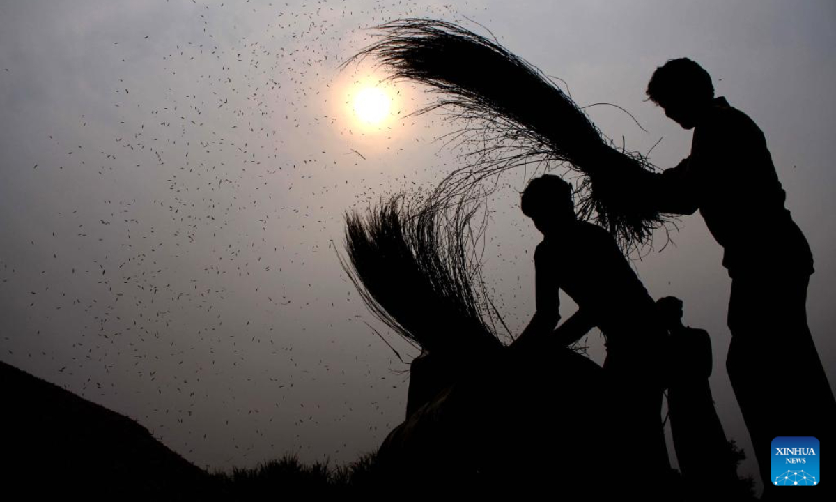 Farmers harvest rice at a paddy field in Multan, Pakistan, Nov 17, 2023. Photo:Xinhua