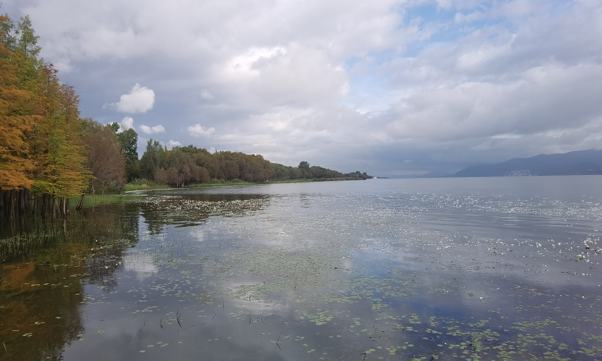 Seaweed flowers, widely seen as the “water quality indicator,” bloom in large patches along the Erhai Lake ecological corridor. Photo: Hu Yuwei/GT