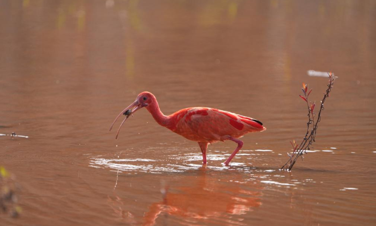 A scarlet ibis forages in a wetland in Nanning, south China's Guangxi Zhuang Autonomous Region on Nov 23, 2023.Photo:Xinhua