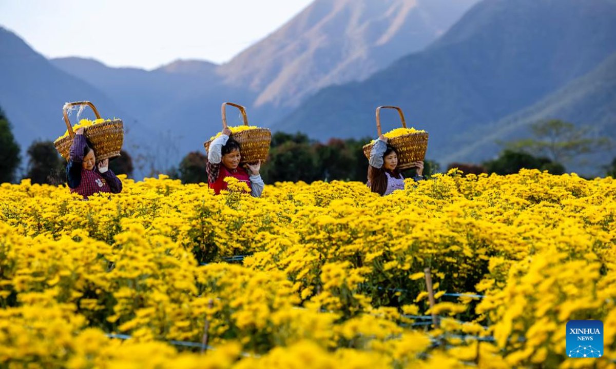 Farmers transport harvested chrysanthemums at a planting base in Taolin Village of Chun'an County, Hangzhou City, east China's Zhejiang Province, Nov 3, 2023. Photo:Xinhua