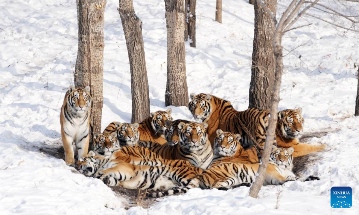 Siberian tigers huddle in the snow at the Siberian Tiger Park in Harbin, northeast China's Heilongjiang Province, Nov 17, 2023. Photo:Xinhua