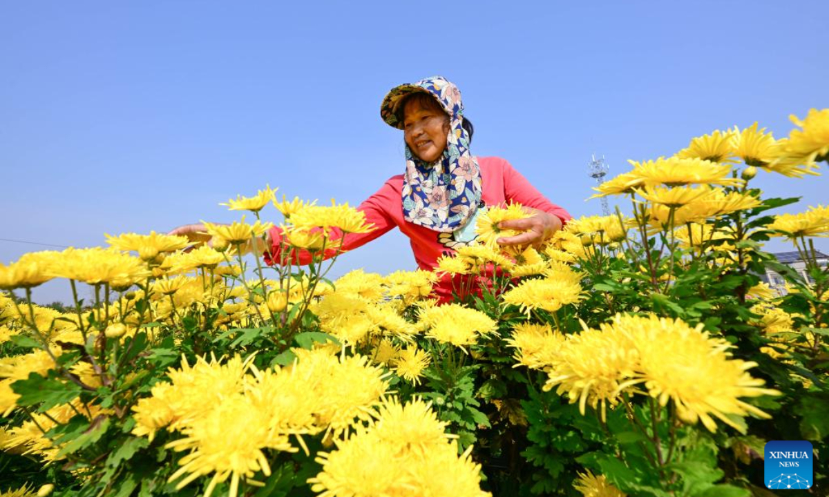 A farmer harvests chrysanthemums in Nanwang Village of Jinhu County, Huaian City, east China's Jiangsu Province, Nov 3, 2023. Photo:Xinhua