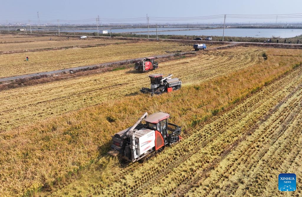 This aerial photo shows harvesters working in the rice fields in Lianyungang City, east China's Jiangsu Province, Oct. 30, 2023.(Photo: Xinhua)