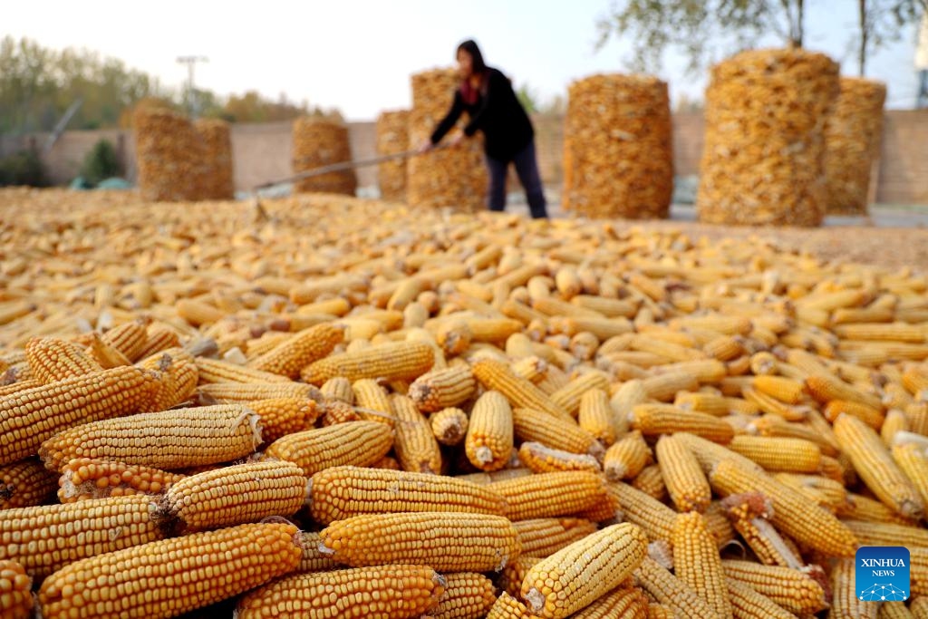 A farmer airs harvested corn in Binzhou City, east China's Shandong Province, Oct. 29, 2023.(Photo: Xinhua)