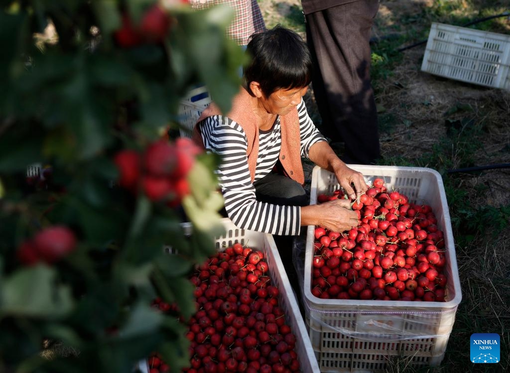 A villager arranges newly-harvested hawthorns in Boai County, central China's Henan Province, Oct. 31, 2023.(Photo: Xinhua)