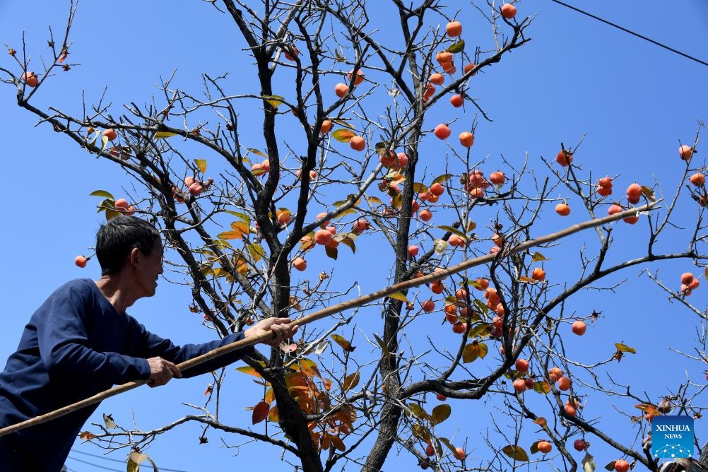 A villager harvests persimmons in Boai County, central China's Henan Province, Oct. 31, 2023.(Photo: Xinhua)