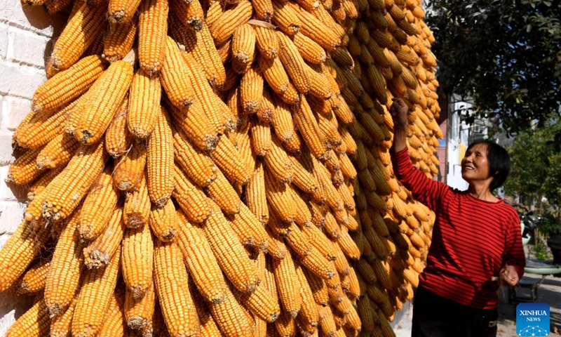 A villager airs newly-harvested corns in front of her residence in Boai County, central China's Henan Province, Nov. 1, 2023.(Photo: Xinhua)