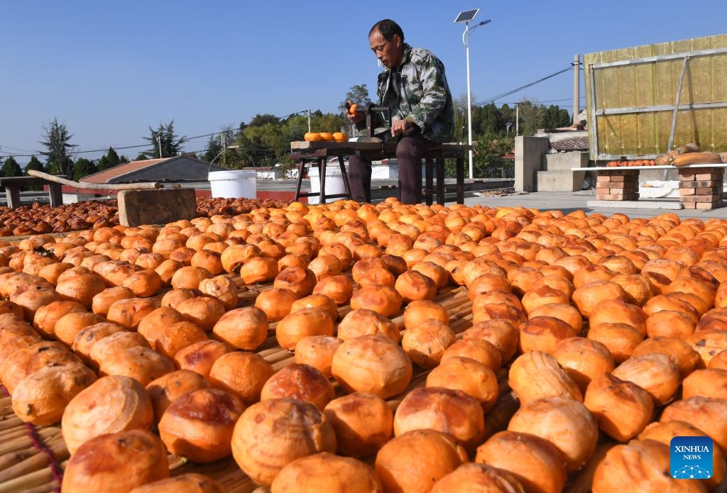 A villager airs peeled persimmons in Boai County, central China's Henan Province, Oct. 31, 2023.(Photo: Xinhua)