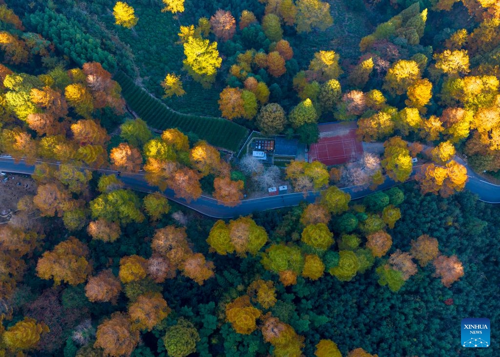 This aerial photo taken on Nov. 1, 2023 shows the autumn view of Jinqiansong Park of Anji County, Huzhou City, east China's Zhejiang Province(Photo: Xinhua)