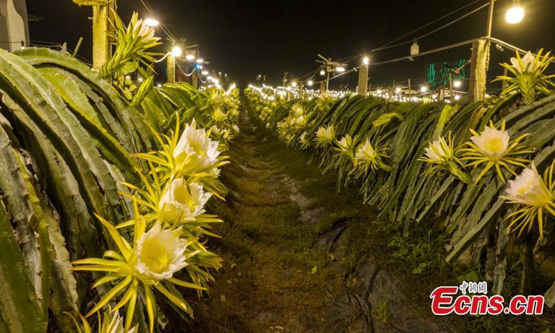 Dragon fruit flowers are in full bloom at night in Long'an County, Nanning, south China's Guangxi Zhuang Autonomous Region, Nov. 1, 2023. (Photo: China News Service)