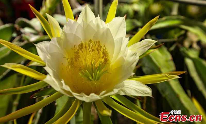 Dragon fruit flowers are in full bloom at night in Long'an County, Nanning, south China's Guangxi Zhuang Autonomous Region, Nov. 1, 2023. (Photo: China News Service)