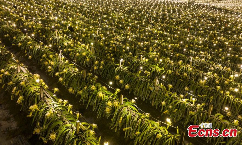 Spectacular scenery of a dragon fruit farm with lights for additional light at night in Long'an County, Nanning, south China's Guangxi Zhuang Autonomous Region, Nov. 1, 2023. (Photo: China News Service)