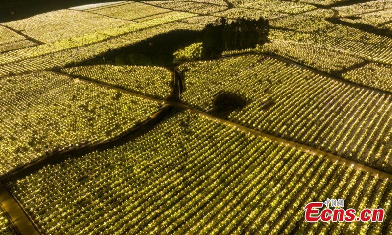 Spectacular scenery of a dragon fruit farm with lights for additional light at night in Long'an County, Nanning, south China's Guangxi Zhuang Autonomous Region, Nov. 1, 2023. (Photo: China News Service)