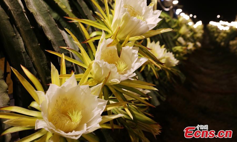 Dragon fruit flowers are in full bloom at night in Long'an County, Nanning, south China's Guangxi Zhuang Autonomous Region, Nov. 1, 2023. (Photo: China News Service)