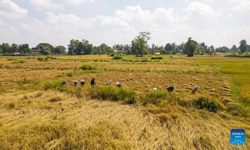 This aerial photo taken on Nov. 4, 2023 shows farmers working in a grain field in Vientiane, Laos. Laos has ushered in the harvest season. (Photo: Xinhua)