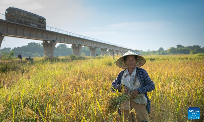 A farmer works in a grain field in Vientiane, Laos, Nov. 4, 2023. Laos has ushered in the harvest season. (Photo: Xinhua)