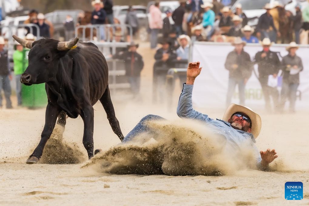 This photo taken on Nov. 5, 2023 shows a competition scene at the Bungendore Rodeo 2023 in Bungendore, Australia. The Bungendore Rodeo 2023 attracts top competitors from across the world.(Photo: Xinhua)