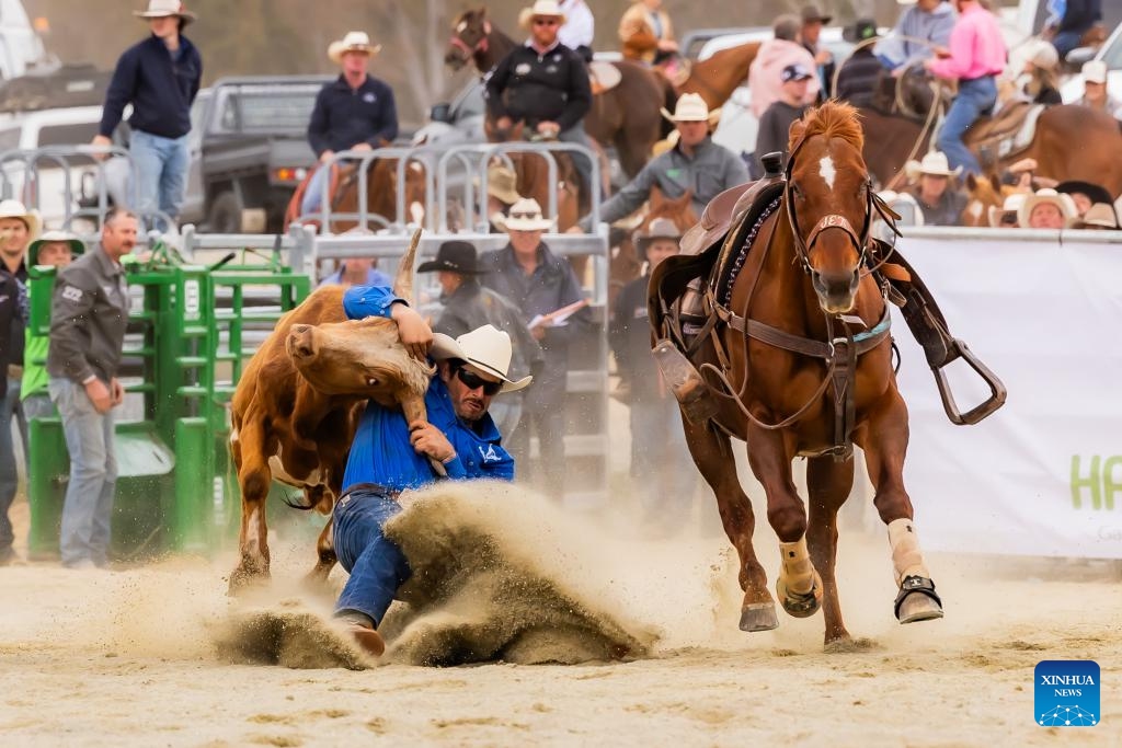 This photo taken on Nov. 5, 2023 shows a competition scene at the Bungendore Rodeo 2023 in Bungendore, Australia. The Bungendore Rodeo 2023 attracts top competitors from across the world.(Photo: Xinhua)