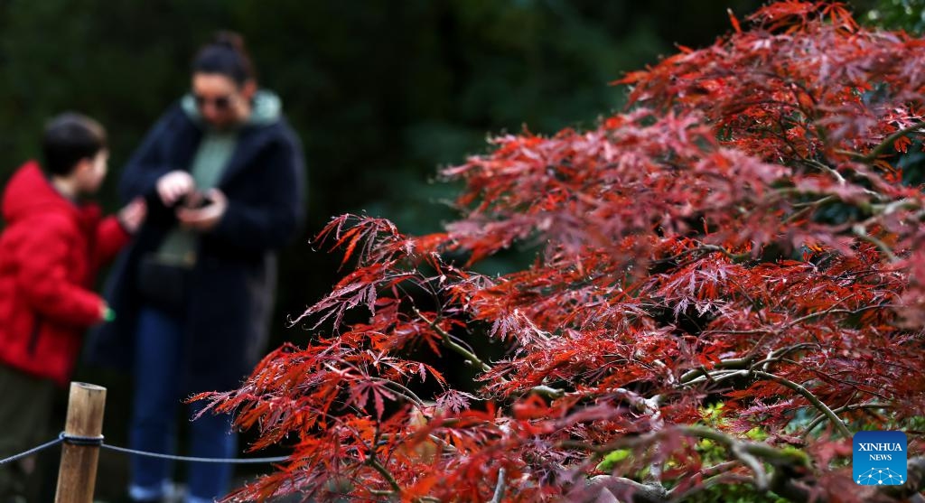 Red leaves are seen at Holland Park in London, Britain, Nov. 5, 2023.(Photo: Xinhua)