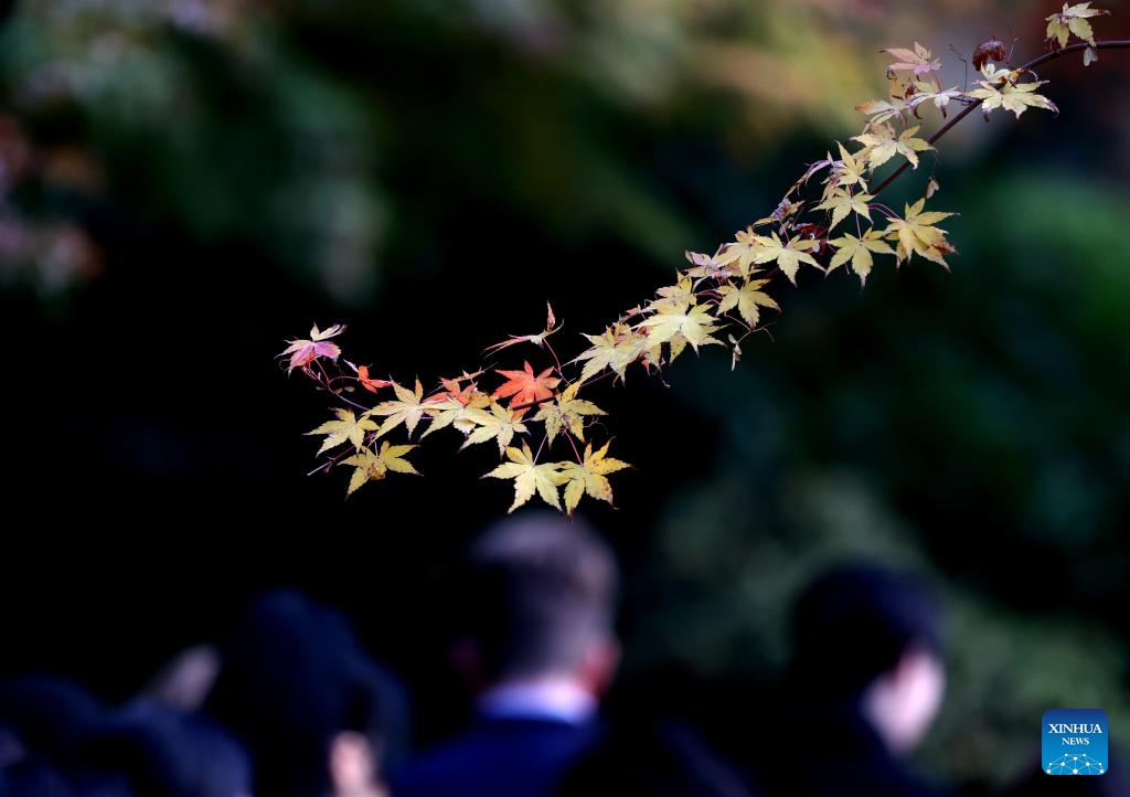 Colourful leaves are seen at Holland Park in London, Britain, Nov. 5, 2023.(Photo: Xinhua)