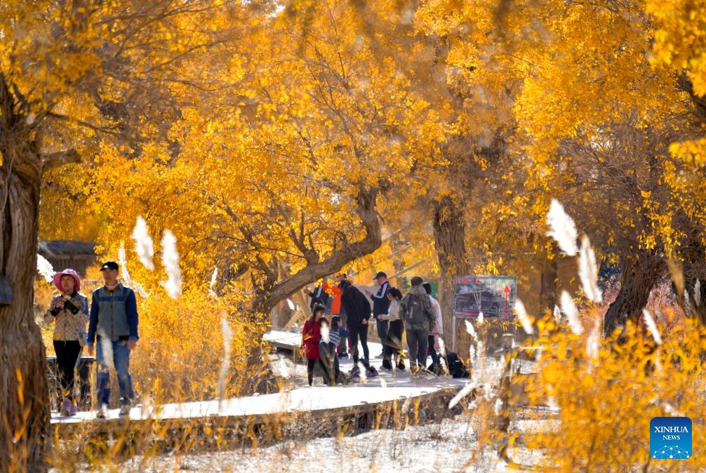 Tourists view the scenery of desert poplar (populus euphratica) forest at a scenic spot in Yuli County, northwest China's Xinjiang Uygur Autonomous Region, Nov. 4, 2023. It is the best viewing period of the year for the desert poplar (populus euphratica) forest in the Tarim River Basin of Xinjiang. Approximately 15 million mu (1 million hectares) of desert poplar forest are distributed here, making it the largest desert poplar forest in the world.(Photo: Xinhua)