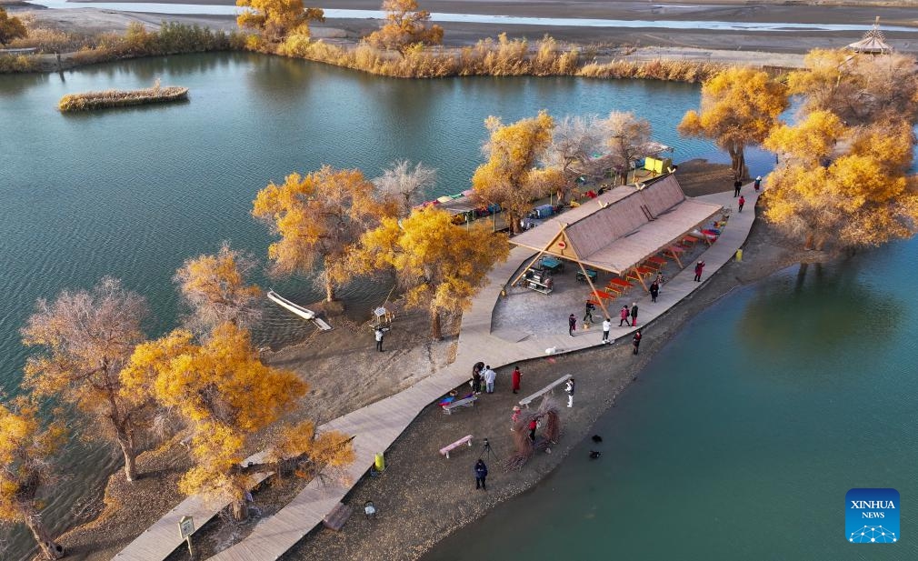 This aerial photo taken on Nov. 3, 2023 shows tourists viewing the scenery of desert poplar (populus euphratica) forest at a scenic spot in Yuli County, northwest China's Xinjiang Uygur Autonomous Region. It is the best viewing period of the year for the desert poplar (populus euphratica) forest in the Tarim River Basin of Xinjiang. Approximately 15 million mu (1 million hectares) of desert poplar forest are distributed here, making it the largest desert poplar forest in the world.(Photo: Xinhua)