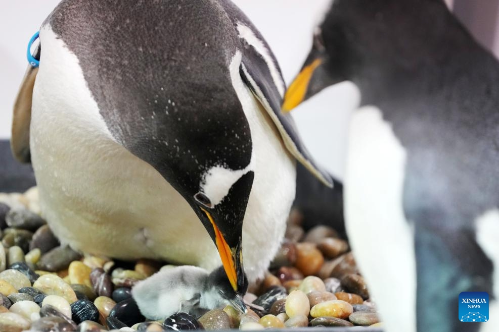 The father penguin (L) takes care of its newborn baby at Harbin Polarland in Harbin, capital of northeast China's Heilongjiang Province, Nov. 8, 2023.(Photo: Xinhua)